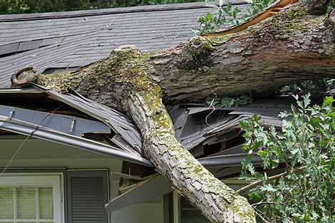 A storm causes a white oak tree to fall